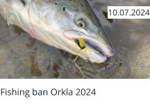 Fishing ban Orkla 2024  10.07.2024